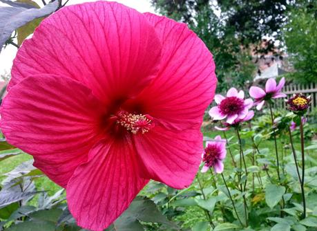 Hibiscus à fleurs géantes