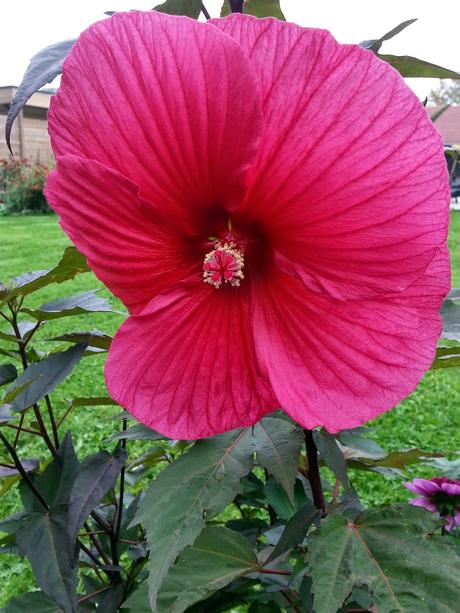 Hibiscus à fleurs géantes