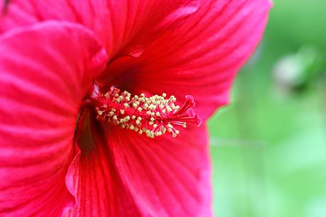 Hibiscus à fleurs géantes