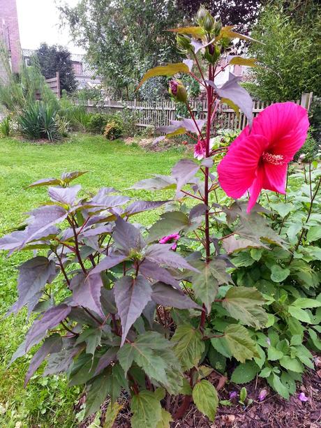 Hibiscus à fleurs géantes