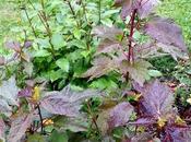 Hibiscus fleurs géantes