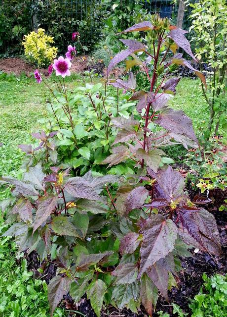 Hibiscus à fleurs géantes