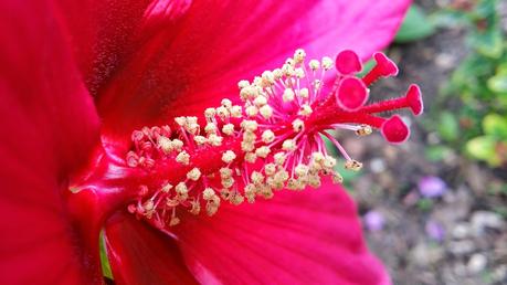 Hibiscus à fleurs géantes