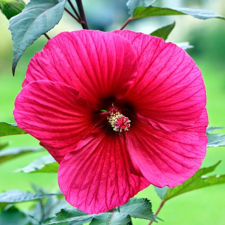 Hibiscus à fleurs géantes