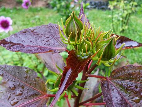 Hibiscus à fleurs géantes