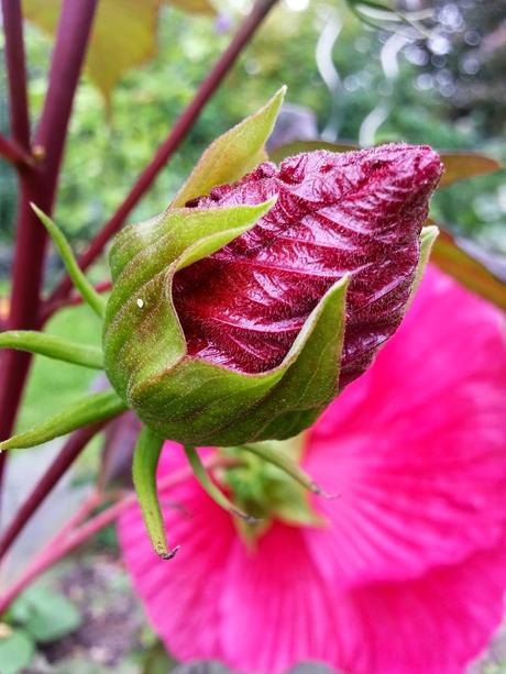 Hibiscus à fleurs géantes