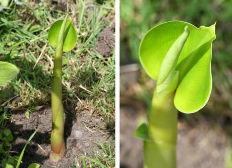 HEDYCHIUM GARDENERIANUM ou GINGEMBRE SAUVAGE