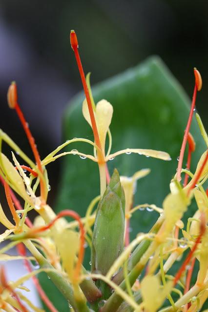 HEDYCHIUM GARDENERIANUM ou GINGEMBRE SAUVAGE