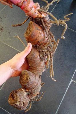 HEDYCHIUM GARDENERIANUM ou GINGEMBRE SAUVAGE