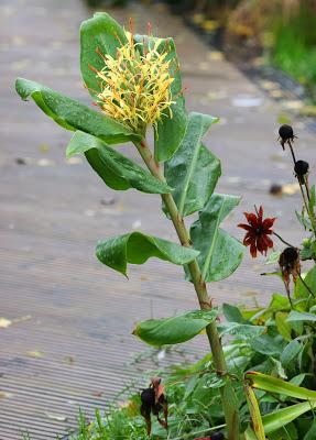 HEDYCHIUM GARDENERIANUM ou GINGEMBRE SAUVAGE