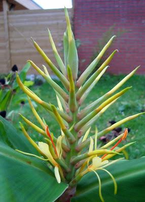 HEDYCHIUM GARDENERIANUM ou GINGEMBRE SAUVAGE