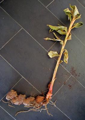 HEDYCHIUM GARDENERIANUM ou GINGEMBRE SAUVAGE