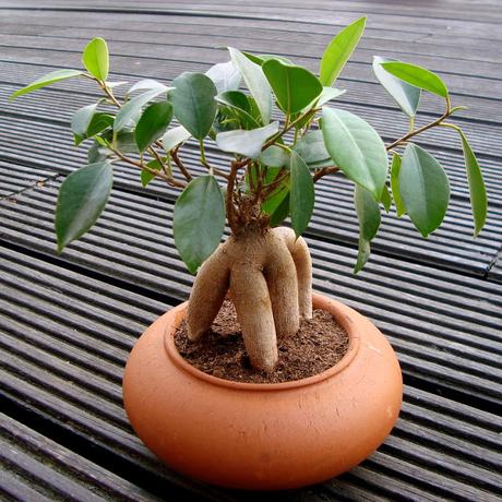 FICUS MICROCARPA GINSENG