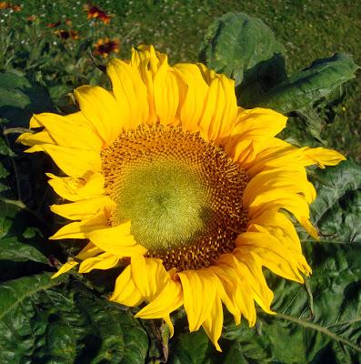 LE TOURNESOL