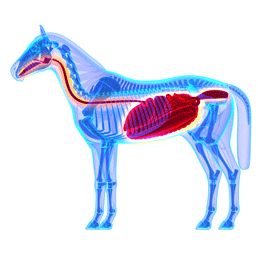 La colique chez le cheval, c’est quoi au juste ?