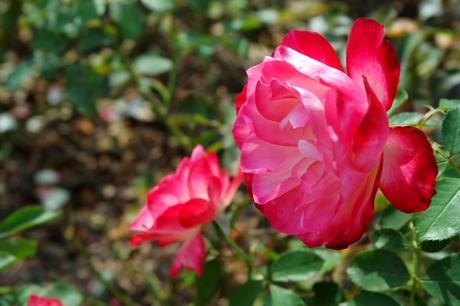 baden bei wien doblhoffpark roses roseraie