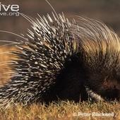 North African crested porcupine videos, photos and facts - Hystrix cristata | ARKive