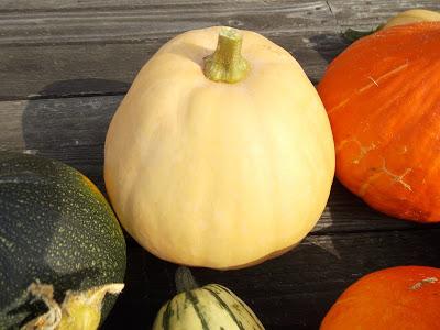 La petite récolte de courge de cette année 2016