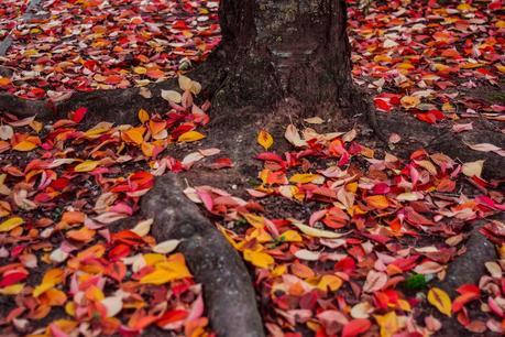 Tu sais que c'est l'automne quand ...