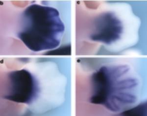 ÉVOLUTION: Une explication de la pentadactylie chez l'Homme – Nature