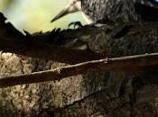 Picoides tridactylus: tridactyle mâle pentes Jochberg