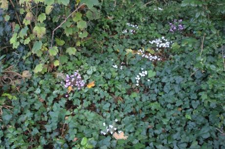 18 cyclamen hederifolium veneux 15 oct 2016 022.jpg