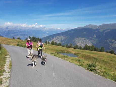 été dans le Val d'Hérens : Cani-Rando été dans le Val d'Hérens : Cani-Rando