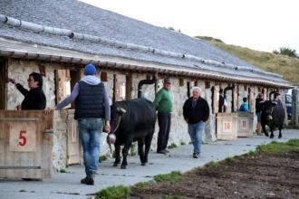 été dans le Val d'Hérens : Retour des vaches d'Hérens été dans le Val d'Hérens : Retour des vaches d'Hérens