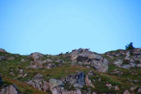 été dans le Val d'Hérens : Observation faune sauvage été dans le Val d'Hérens : Observation faune sauvage