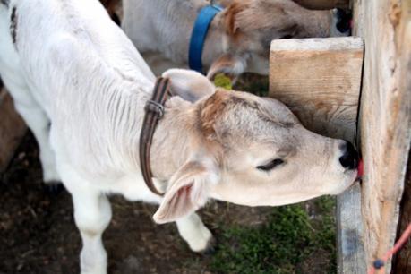 été dans le Val d'Hérens : Nourrissage des veaux été dans le Val d'Hérens : Nourrissage des veaux