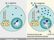 #cell #celluleT #LArginine #métabolisme #activitéantitumorale L-arginine module métabolisme cellules amplifie survie l’activité anti-tumorale
