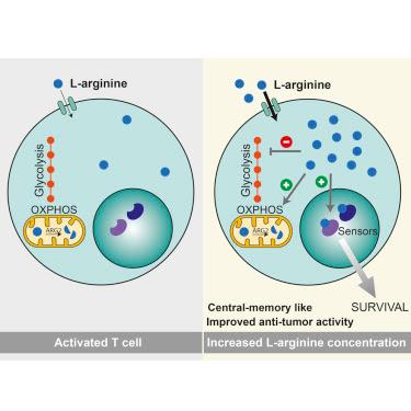 #cell #celluleT #LArginine #métabolisme #activitéantitumorale La L-arginine module le métabolisme des cellules T et amplifie la survie et l’activité anti-tumorale
