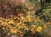 Début d'automne Romilly