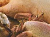 Aiguillettes canard oranges