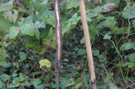 15 cydonia krymsk romi 19 oct 2016 023 (1).jpg