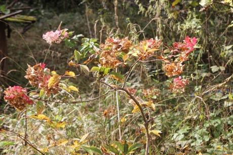 7 vanille fraise romi 19 oct 2016 027.jpg