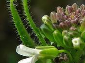 Arabette hérissée (Arabis hirsuta)