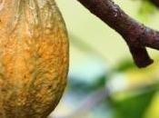 CHOCOLAT: cacao, c'est pour cardio Journal Nutrition