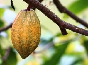 CHOCOLAT: Le cacao, c'est bon pour le cardio – The Journal of Nutrition