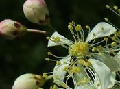 Filipendule (Filipendula vulgaris)