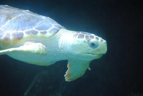 La tortue reste mon animal marin préféré, et mon animal totem. J'adore vraiment cette créature !