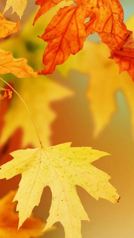 Wallpaper: L'automne s'affiche sur vos iPhone