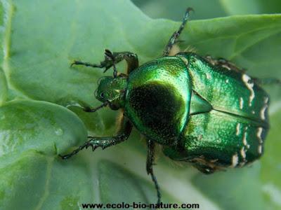 Calendrier lunaire Novembre Décembre 2016