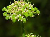 Sélin Pyrénées (Epikeros pyrenaeus)