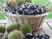 Quelques fruits d'automne