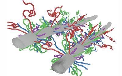 Illustration of two protein filaments showing the protruding interacting tails