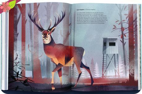 Animaux sauvages, voyage en terres du nord de Dieter Braun - éditions Milan