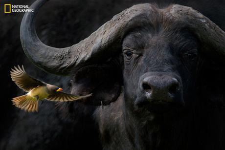 Barbara Fleming, “Cape Buffalo with Yellow-Billed Oxpecker”