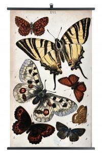ja0232-biologica-butterfly-wall-chart