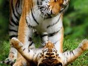 Depuis 1970, population animale Terre chuté de...